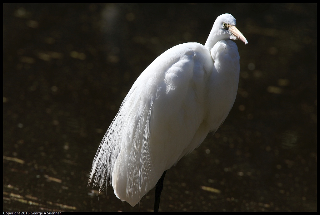 0201-142715-02.jpg - Great Egret