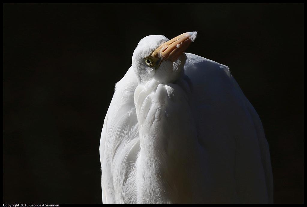 0201-142747-01.jpg - Great Egret