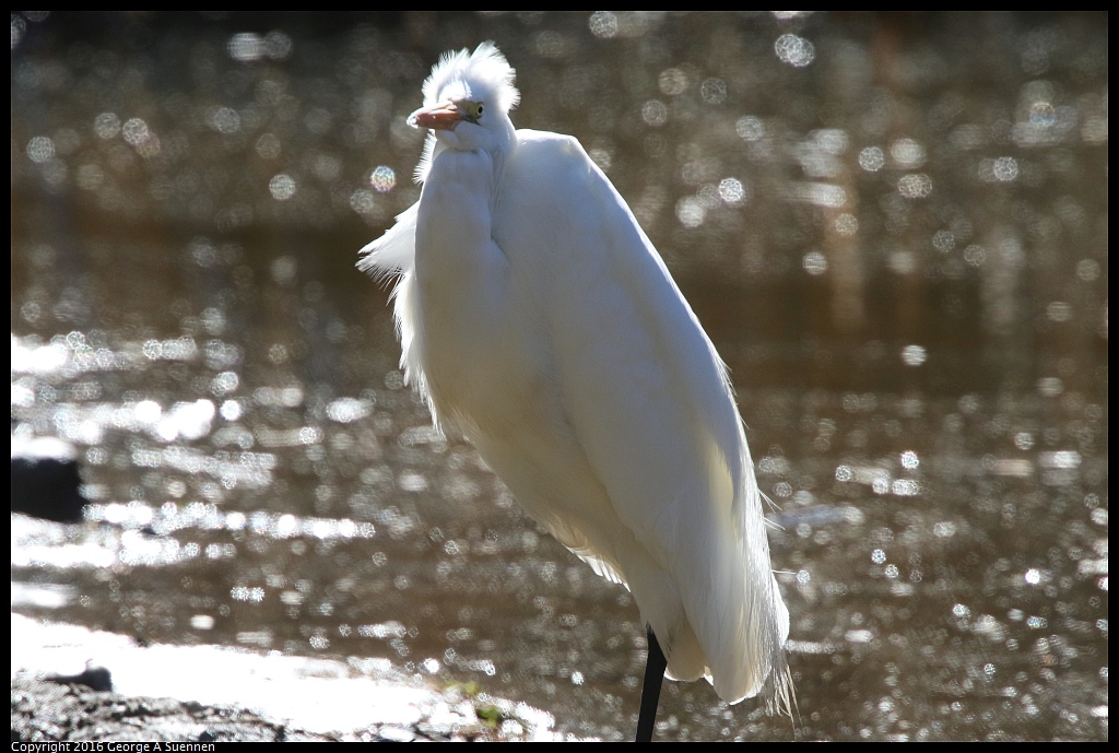 0201-143042-01.jpg - Great Egret