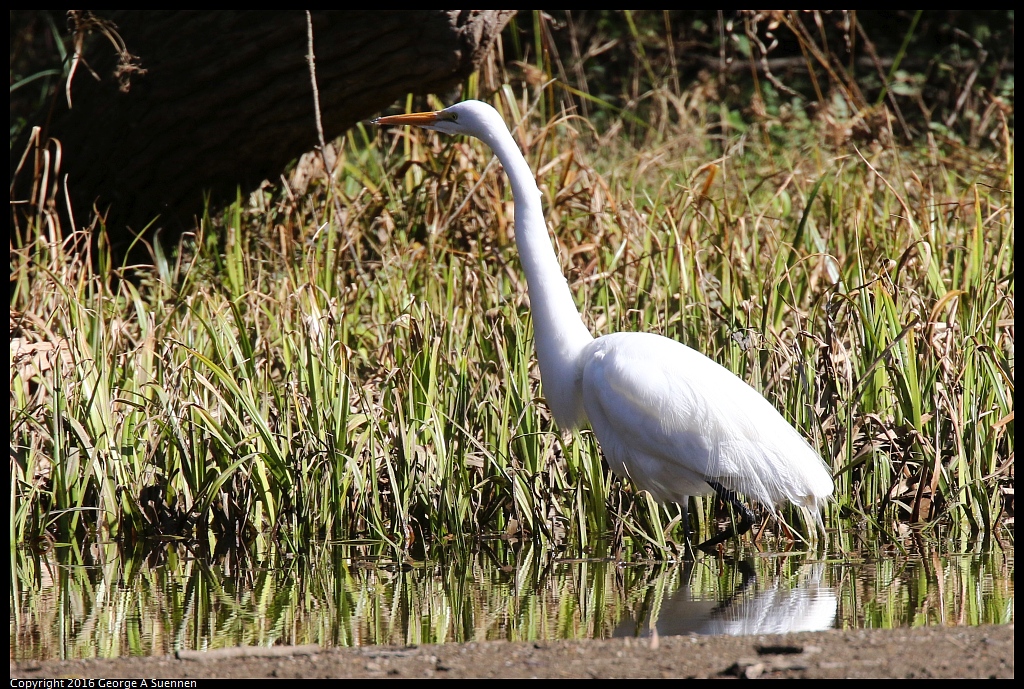 0201-144110-01.jpg - Great Egret