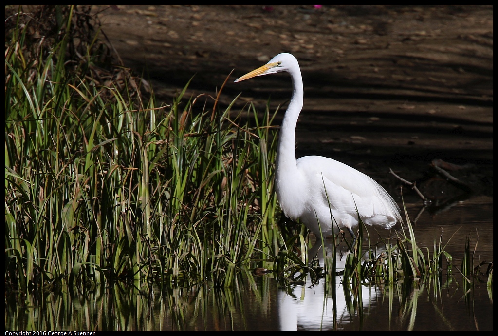 0201-144459-01.jpg - Great Egret