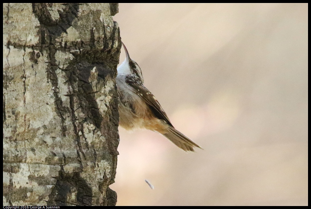 0201-152432-01.jpg - Brown Creeper