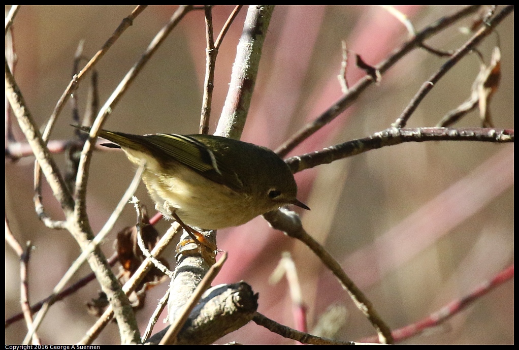 0201-152622-01.jpg - Ruby-crowned Kinglet