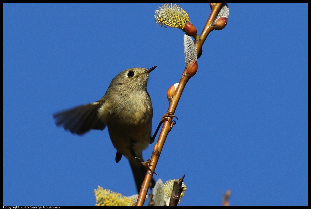 0201-154135-02.jpg - Ruby-crowned Kinglet