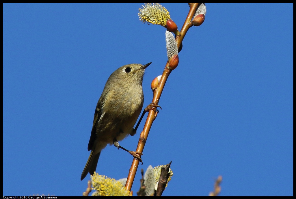 0201-154135-03.jpg - Ruby-crowned Kinglet