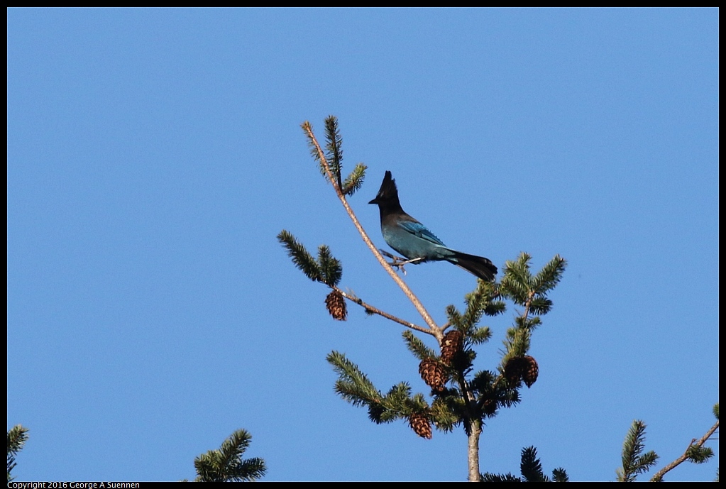 0205-094232-02.jpg - Stellar's Jay