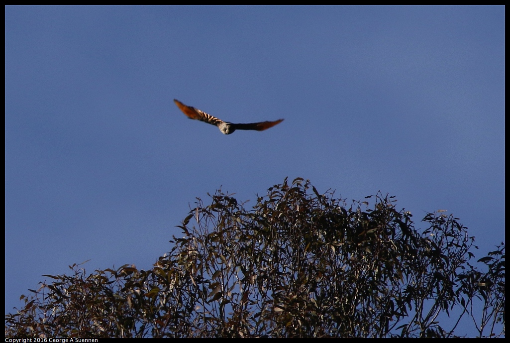 0205-094458-01.jpg - Northern Flicker