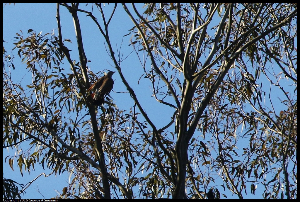 0205-094500-01.jpg - Northern Flicker