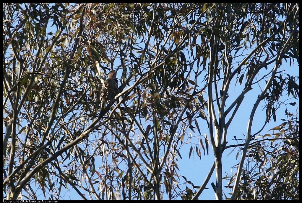 0205-094824-02.jpg - Northern Flicker