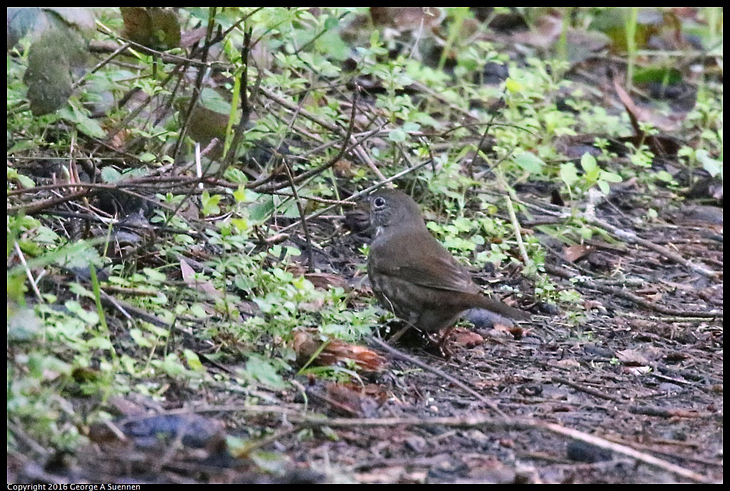 0205-095753-01.jpg - Fox Sparrow