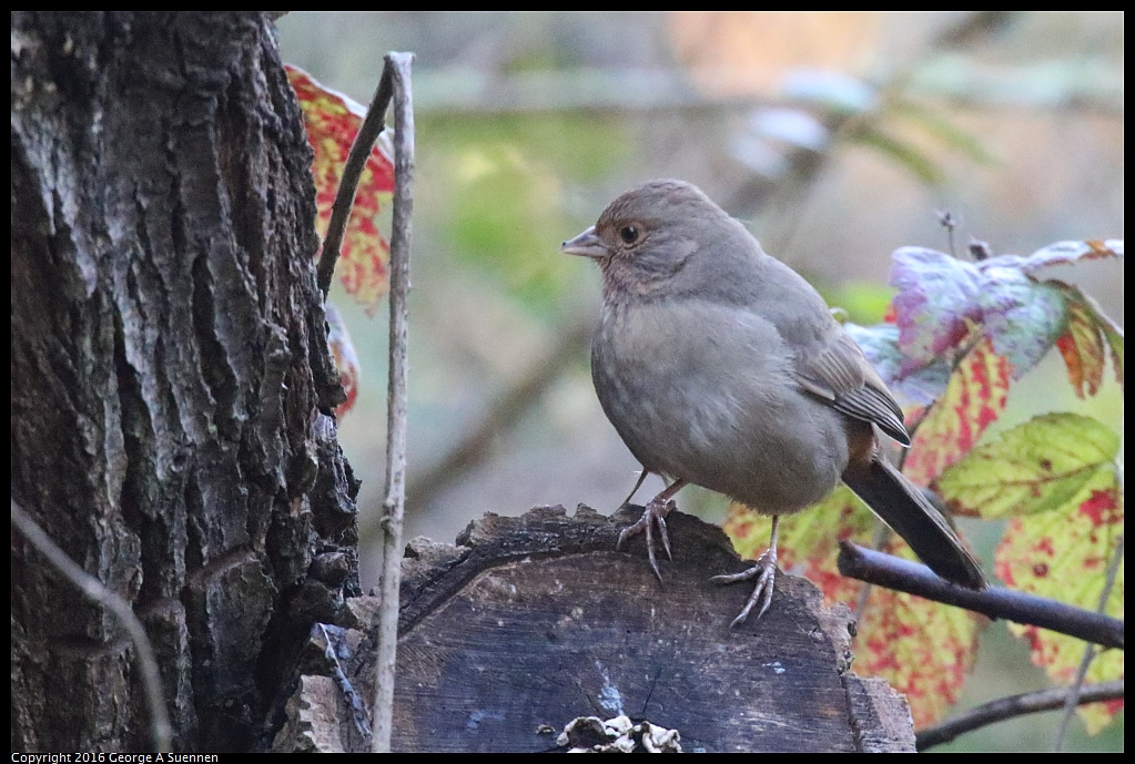 0205-100222-05.jpg - California Towhee