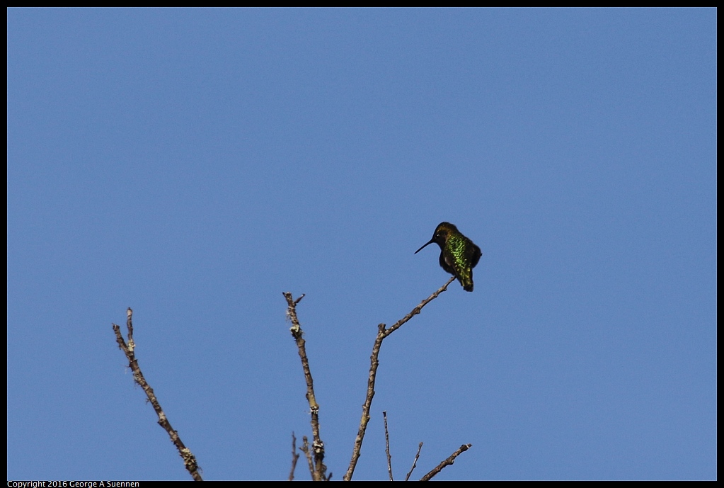 0205-100248-01.jpg - Anna's Hummingbird