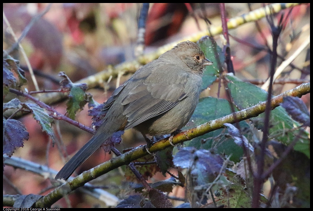 0205-100305-02.jpg - California Towhee