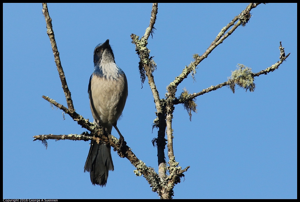 0205-100453-03.jpg - Western Scrub-Jay