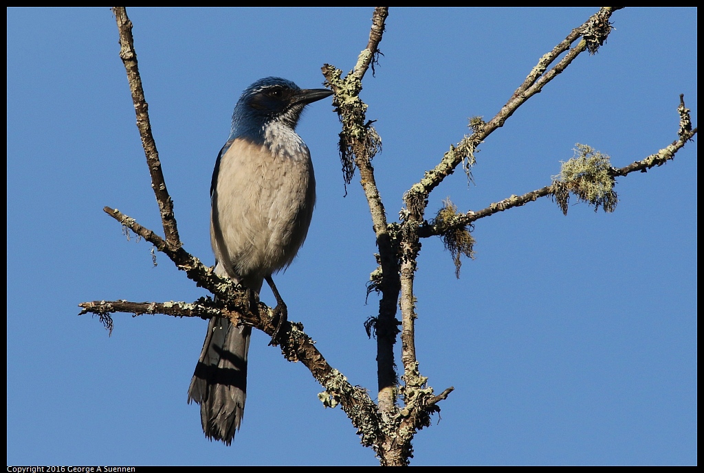 0205-100459-04.jpg - Western Scrub-Jay