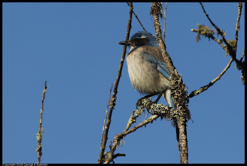 0205-100629-02.jpg - Western Scrub-Jay