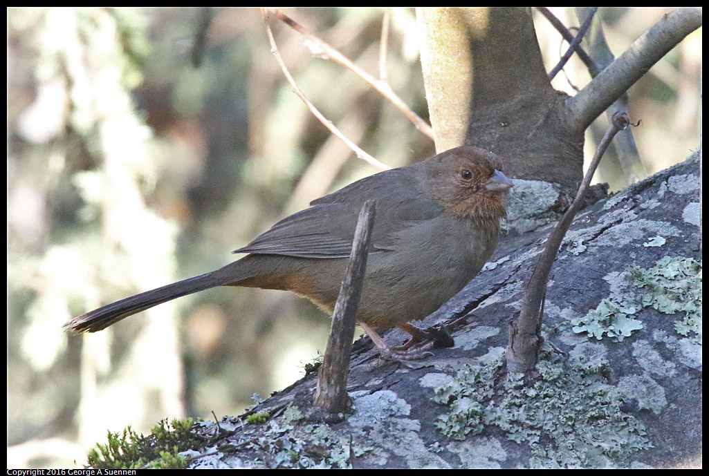 0205-100635-03.jpg - California Towhee