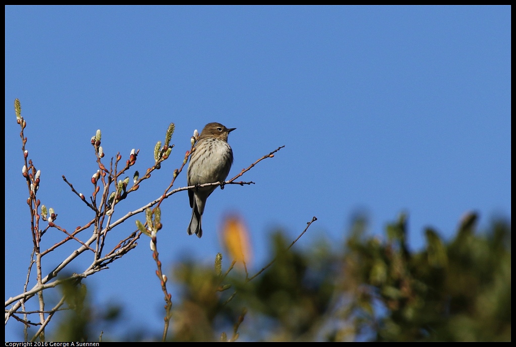 0205-100844-01.jpg - Yellow-rumped Warbler