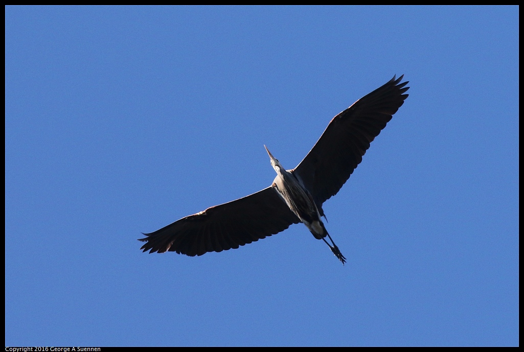 0205-101300-01.jpg - Great Blue Heron