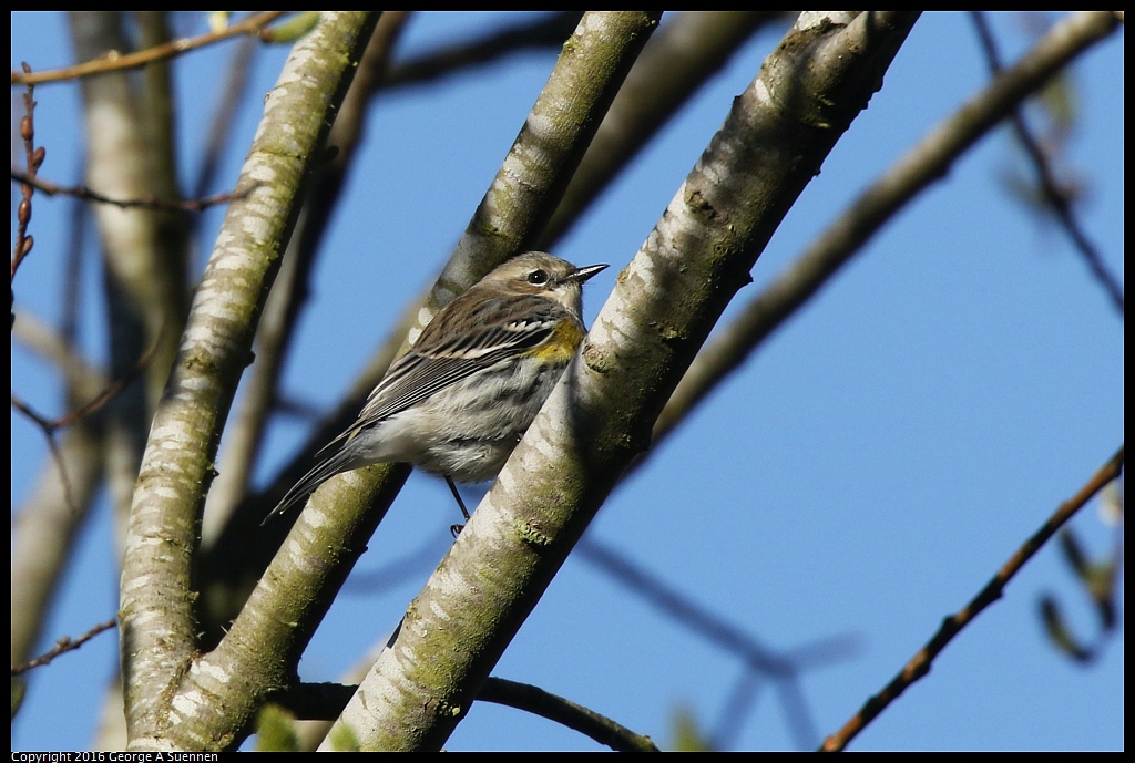 0205-101748-02.jpg - Yellow-rumped Warbler