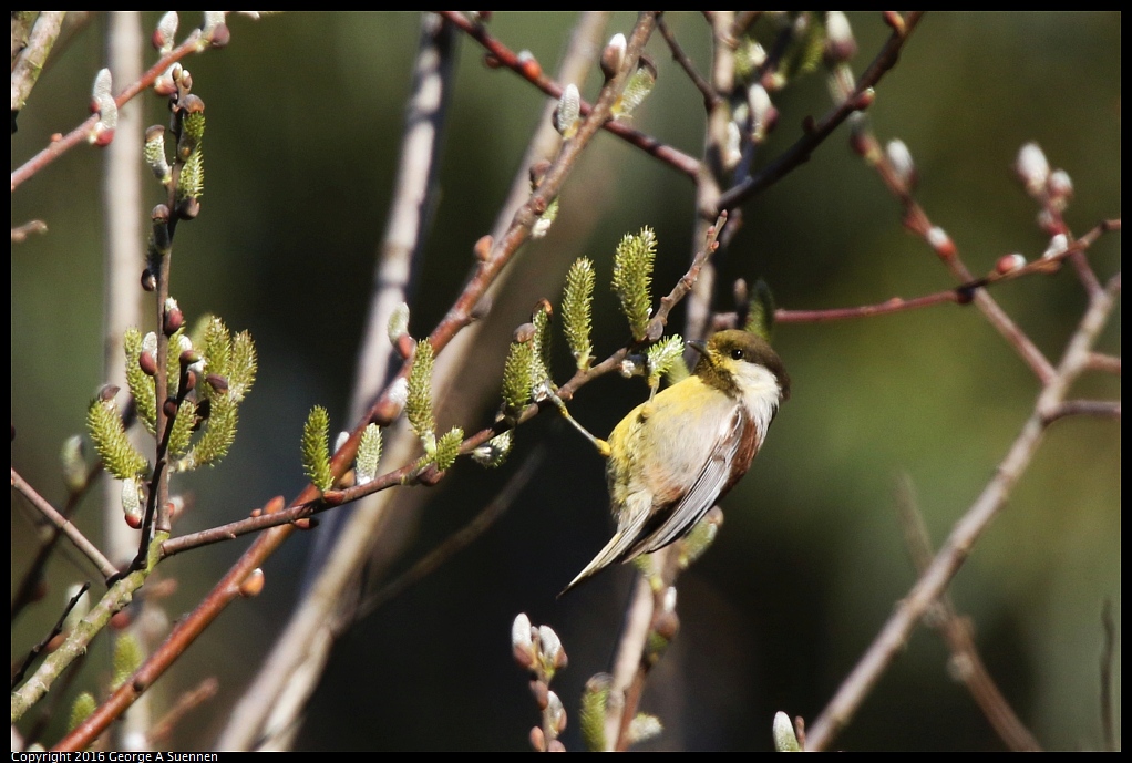 0205-102221-03.jpg - Chestnut-backed Chickadee