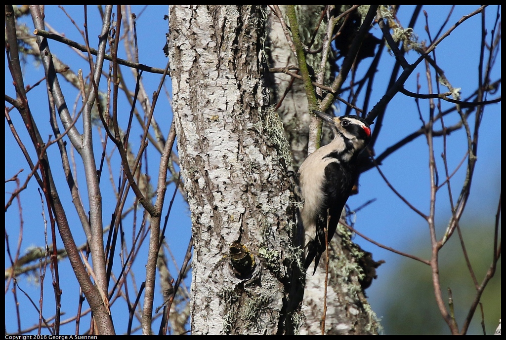 0205-103011-04.jpg - Hairy Woodpecker