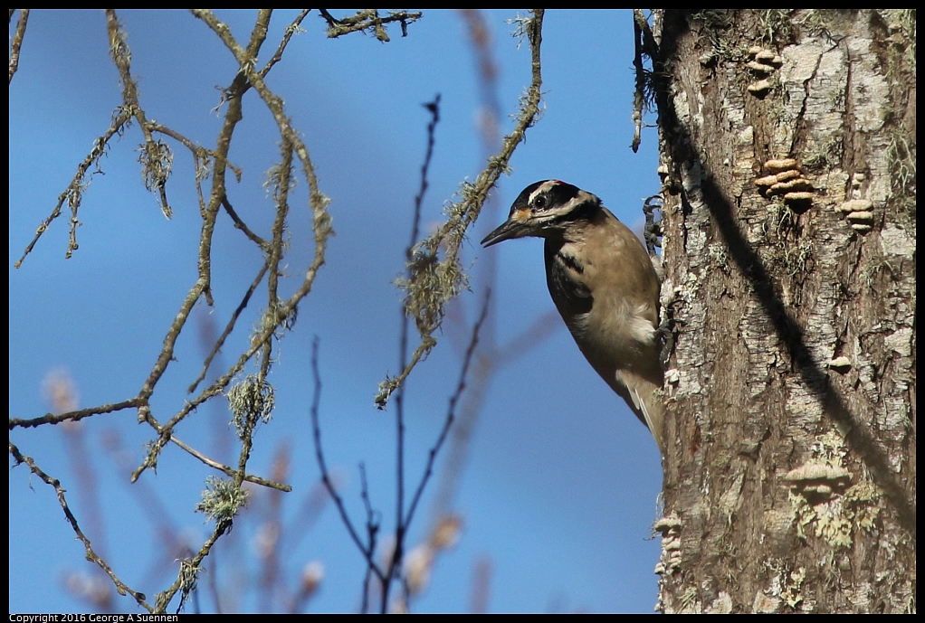 0205-103217-05.jpg - Hairy Woodpecker