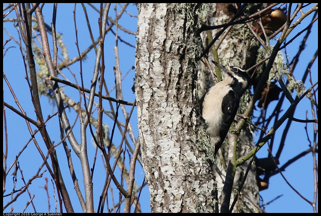 0205-103237-01.jpg - Hairy Woodpecker