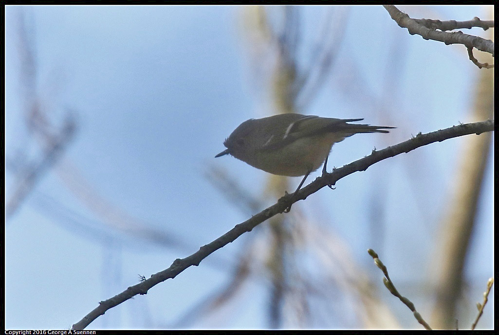 0205-104310-01.jpg - Ruby-crowned Kinglet