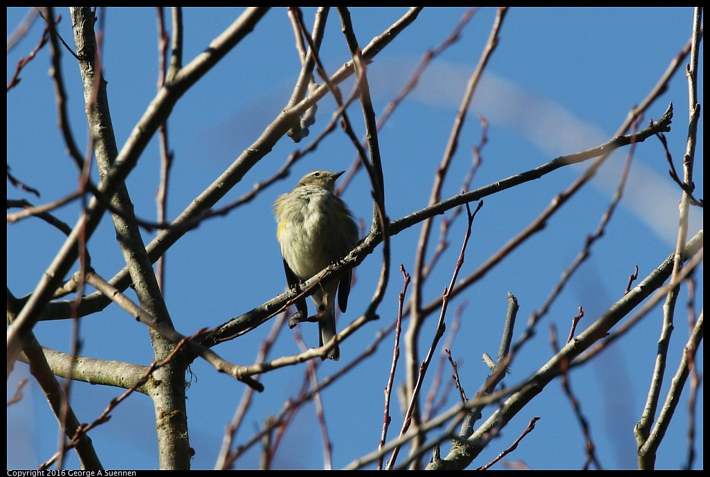 0205-104637-01.jpg - Yellow-rumped Warbler