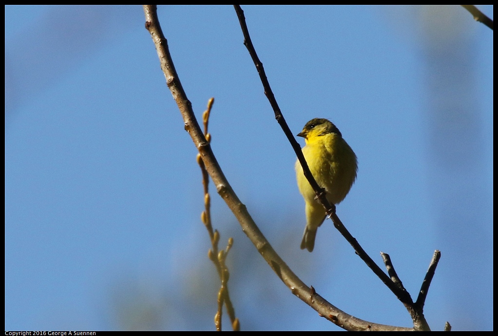 0205-104749-03.jpg - Lesser Goldfinch