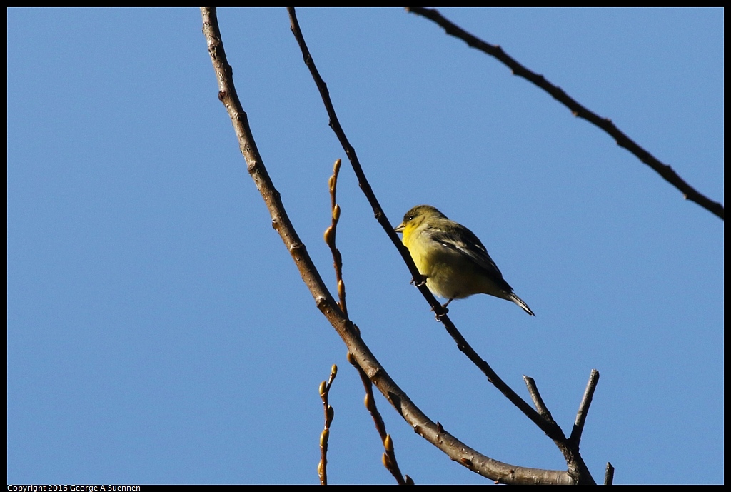 0205-104834-02.jpg - Lesser Goldfinch