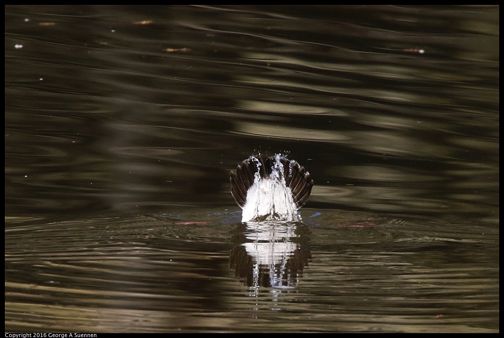 0205-104930-01.jpg - Bufflehead