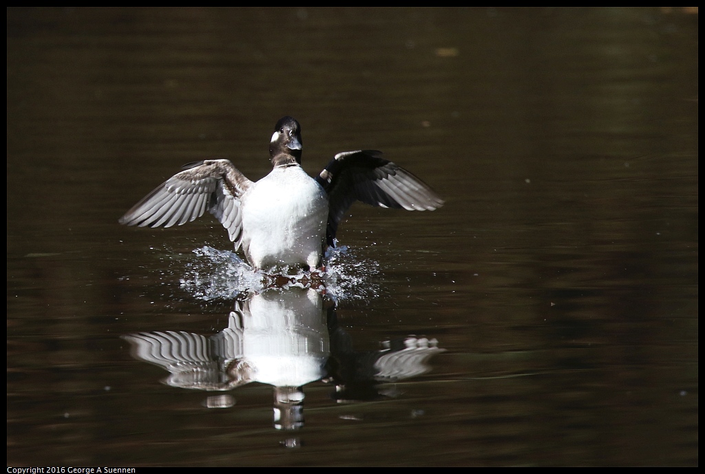 0205-105029-02.jpg - Bufflehead