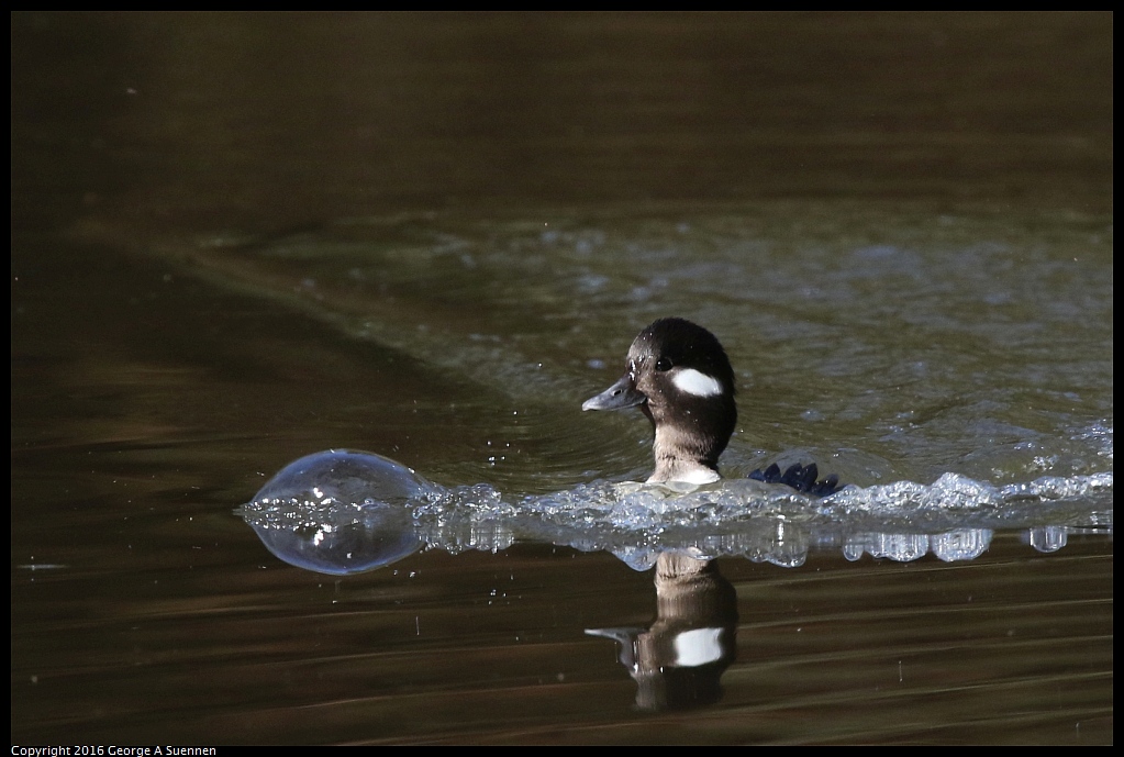 0205-105030-01.jpg - Bufflehead