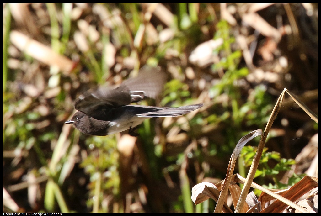 0205-105245-01.jpg - Black Phoebe