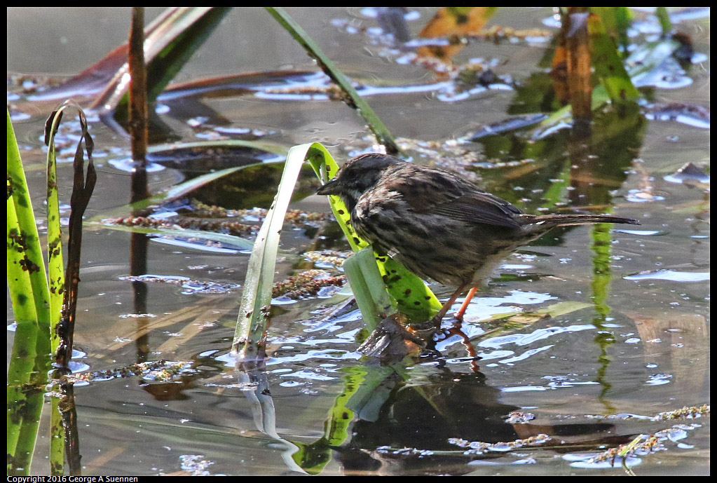 0205-105337-02.jpg - Song Sparrow