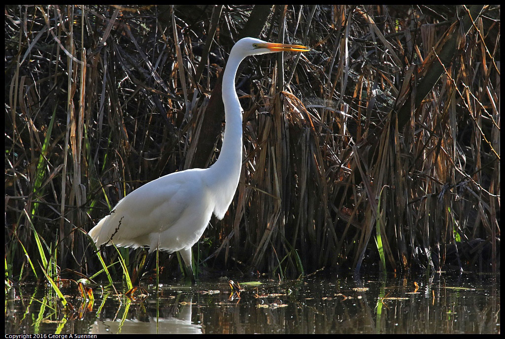 0205-105627-03.jpg - Great Egret