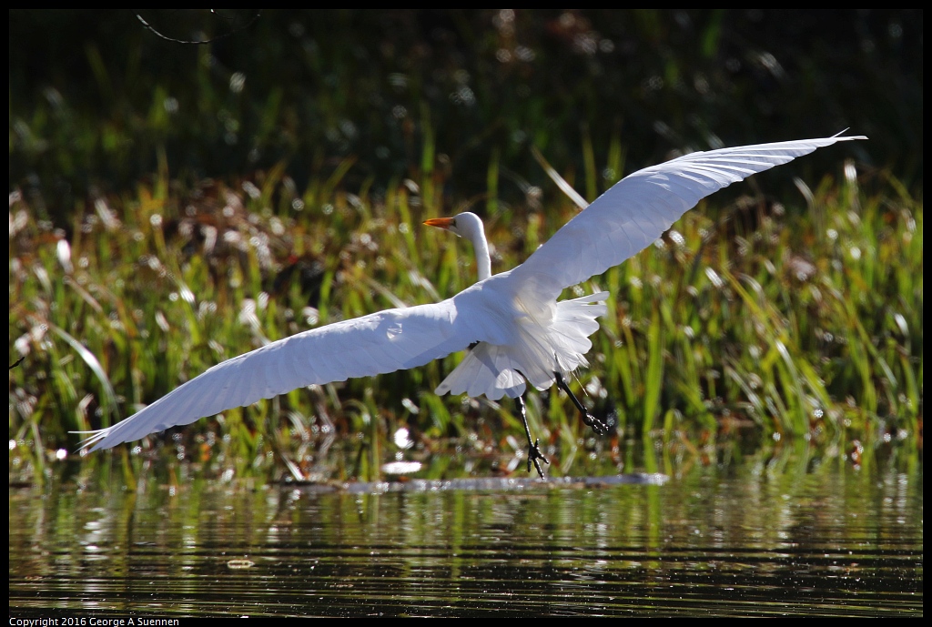 0205-105631-02.jpg - Great Egret