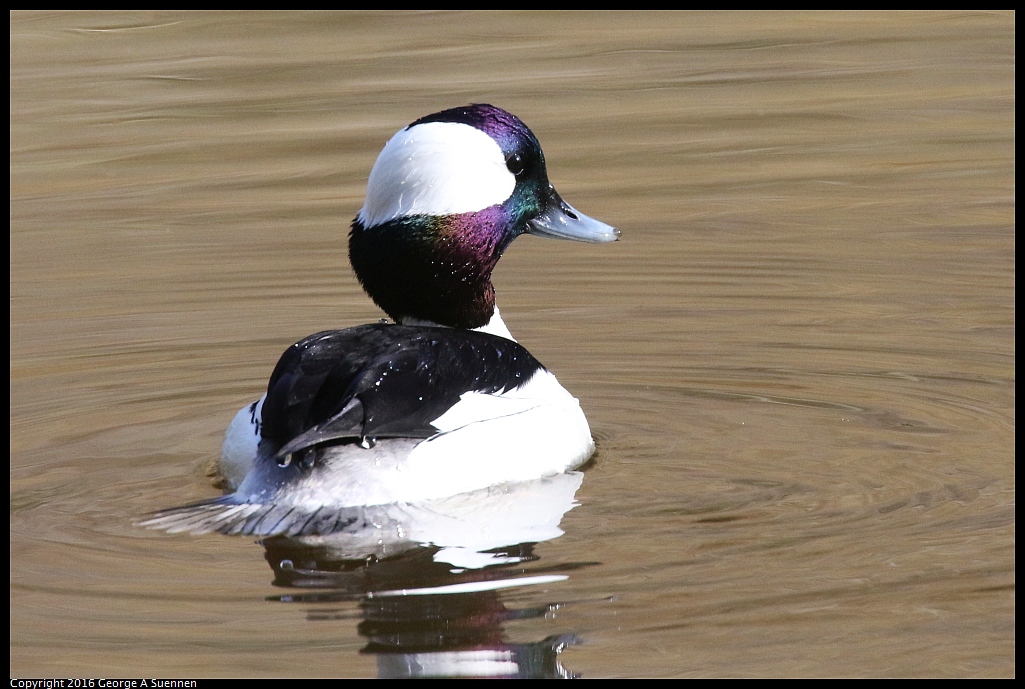 0205-110040-02.jpg - Bufflehead