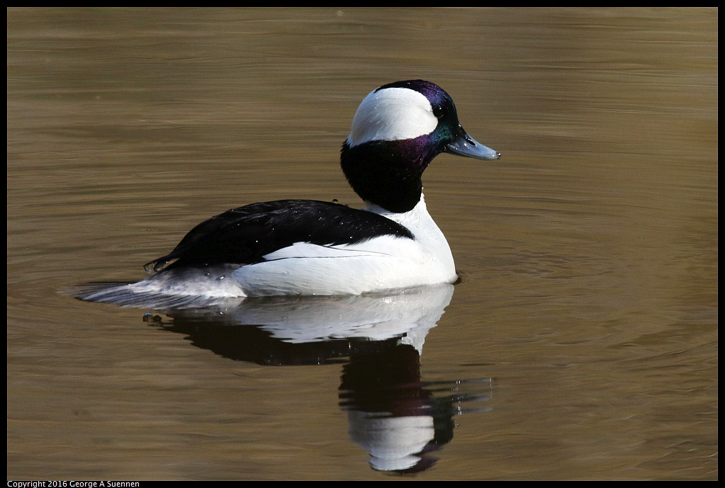 0205-110050-02.jpg - Bufflehead