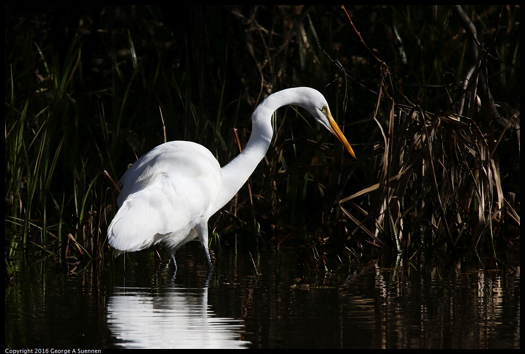 0205-110106-01.jpg - Great Egret