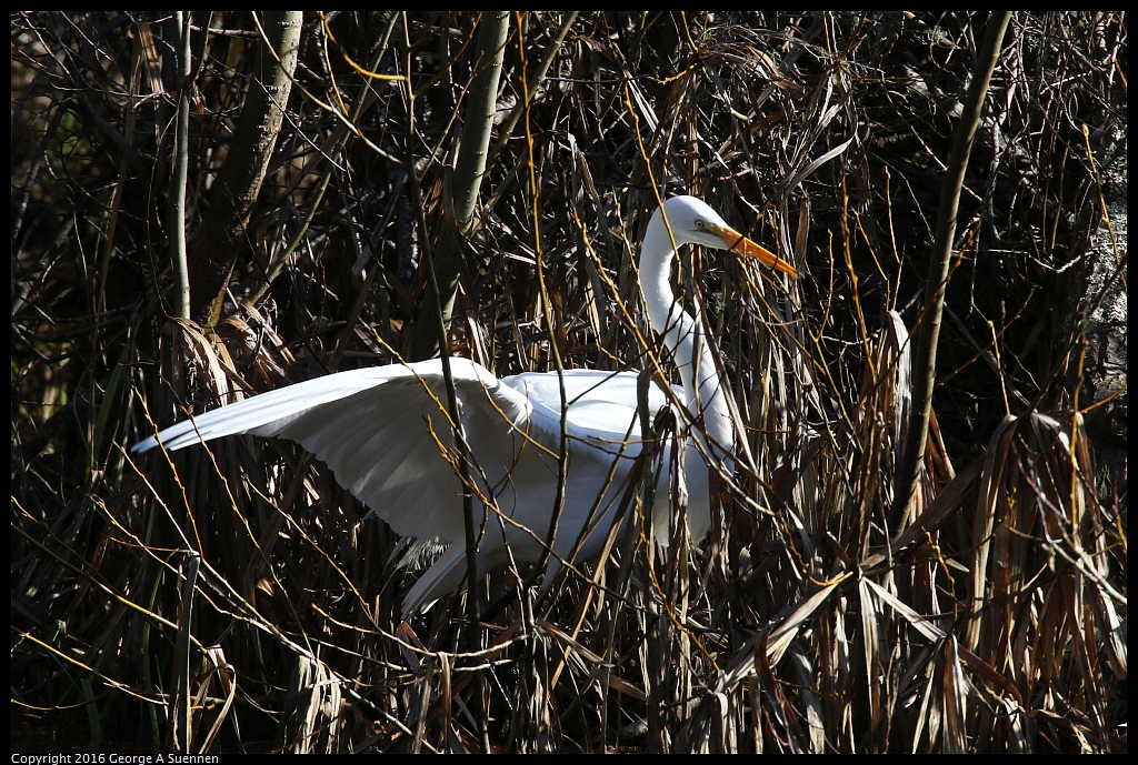 0205-110300-02.jpg - Great Egret