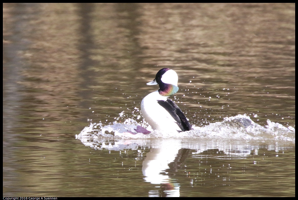 0205-110741-03.jpg - Bufflehead