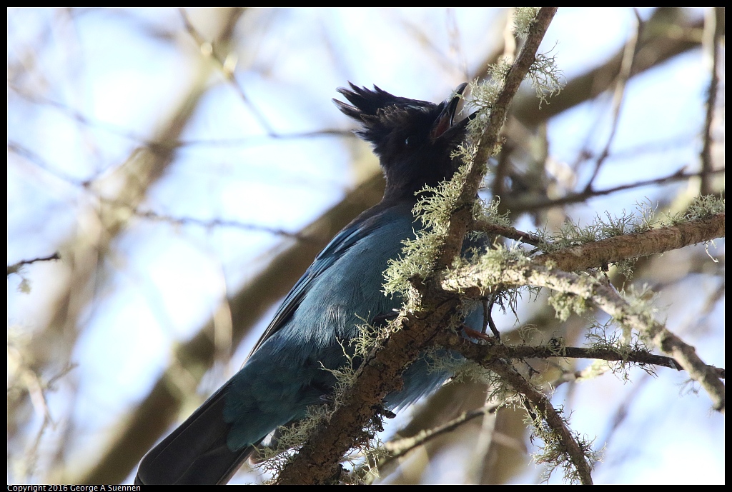 0205-110835-01.jpg - Stellar's Jay