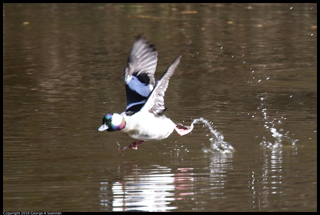 0205-111901-03.jpg - Bufflehead