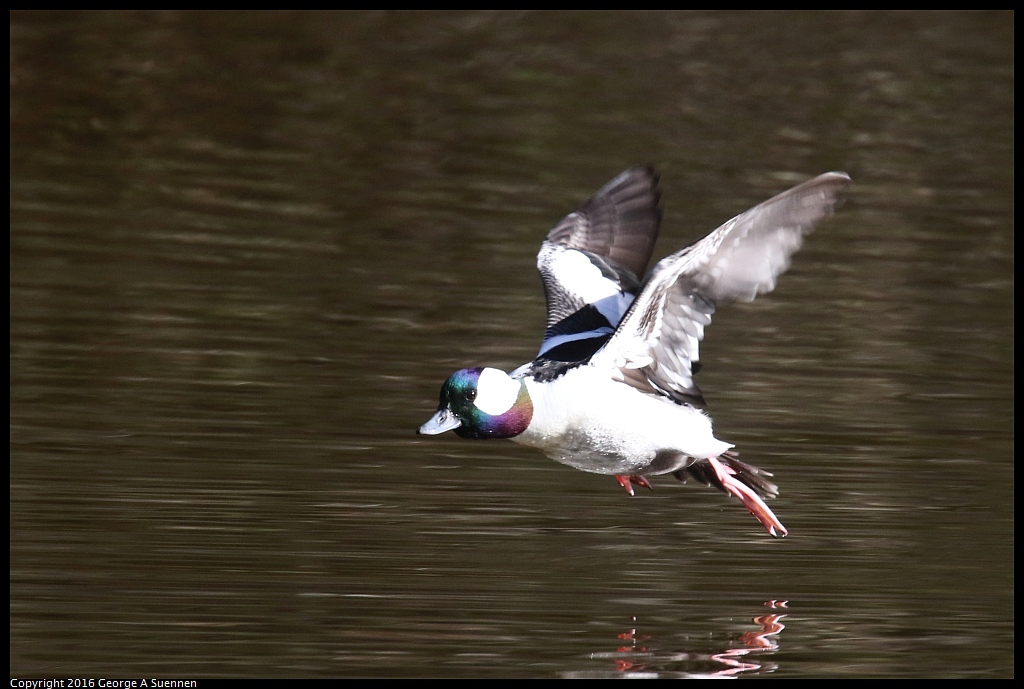 0205-111902-02.jpg - Bufflehead