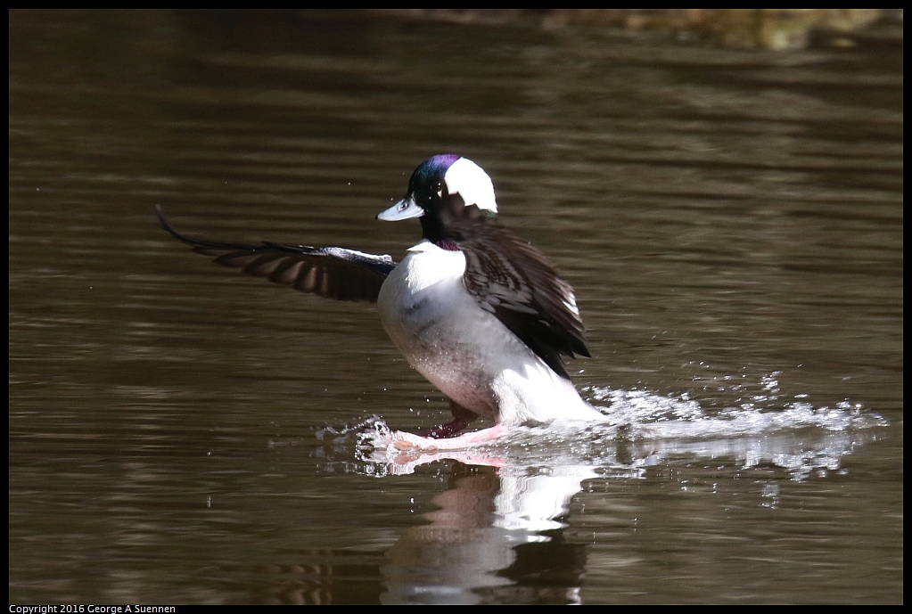 0205-111903-01.jpg - Bufflehead