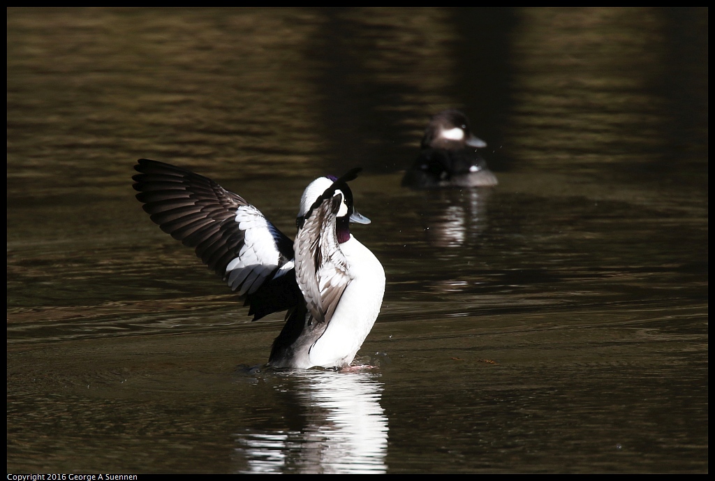 0205-111909-02.jpg - Bufflehead