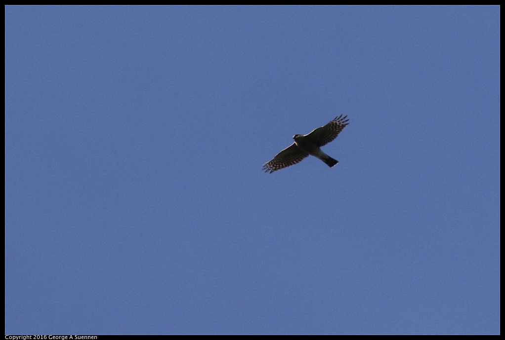 0205-112717-01.jpg - Sharp-shinned Hawk